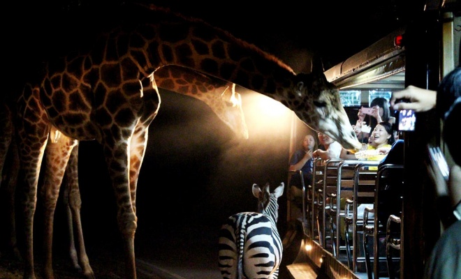 night-safari