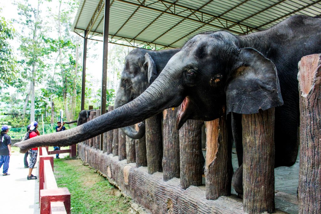 tempat menarik gajah
