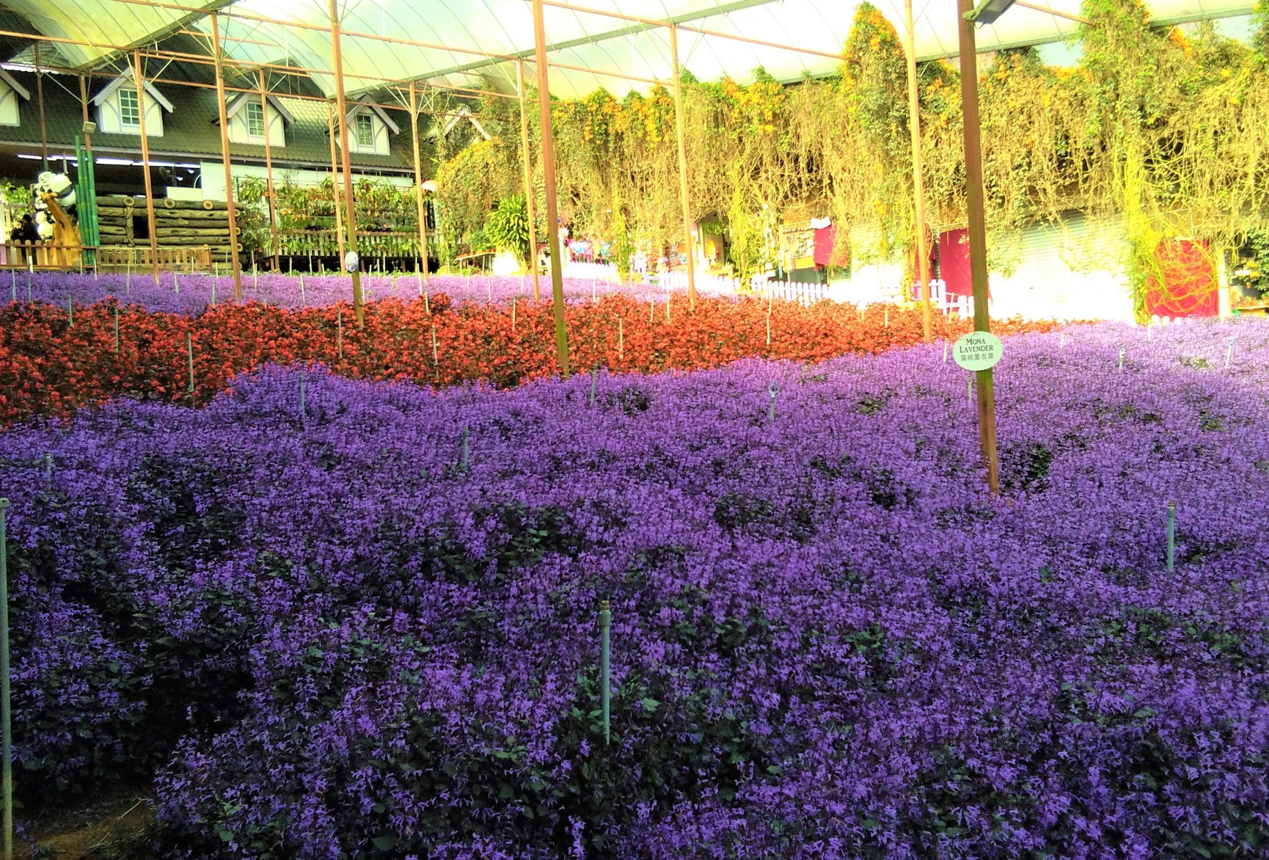 tempat menarik di cameron highlands lavender