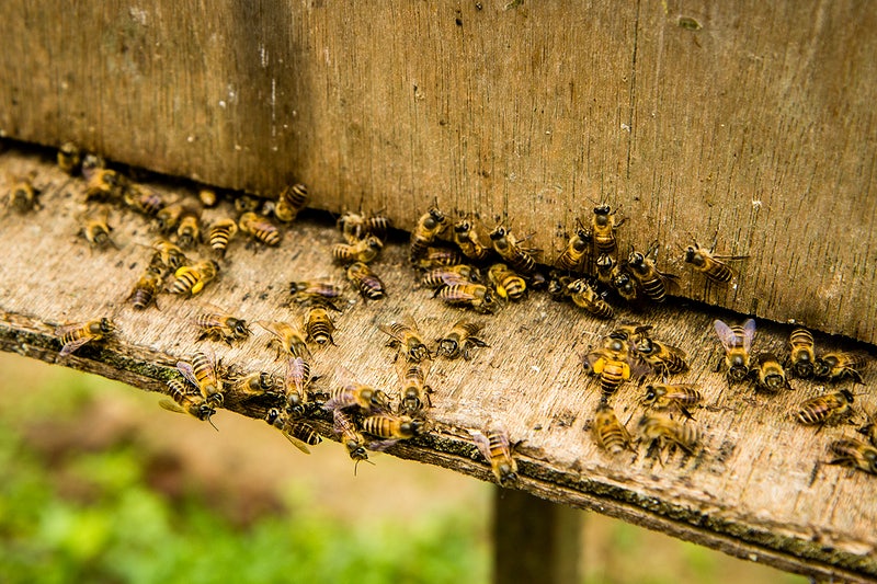 tempat menarik di cameron highlands lebah