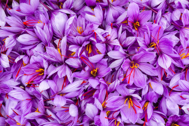 bunga saffron