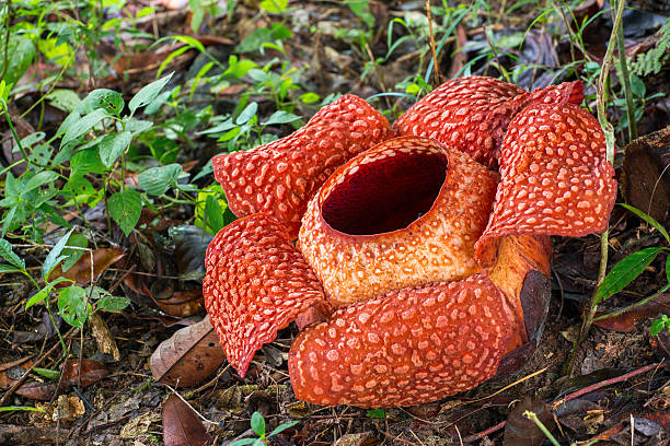 Rafflesia, the biggest flower in the world, Sarawak, Borneo, Malaysia